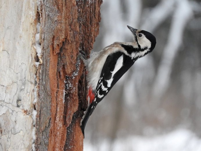 Белохвостый дятел