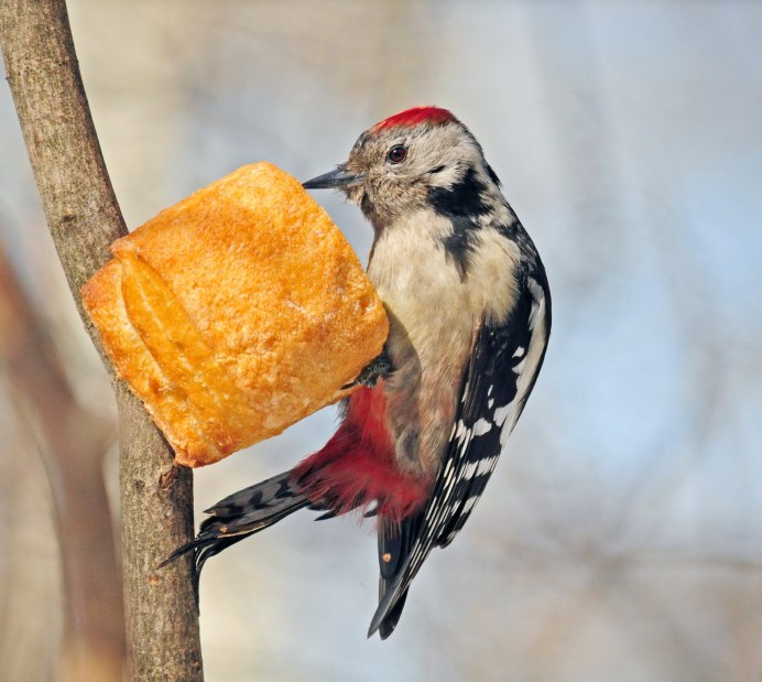 Птица малый пестрый дятел