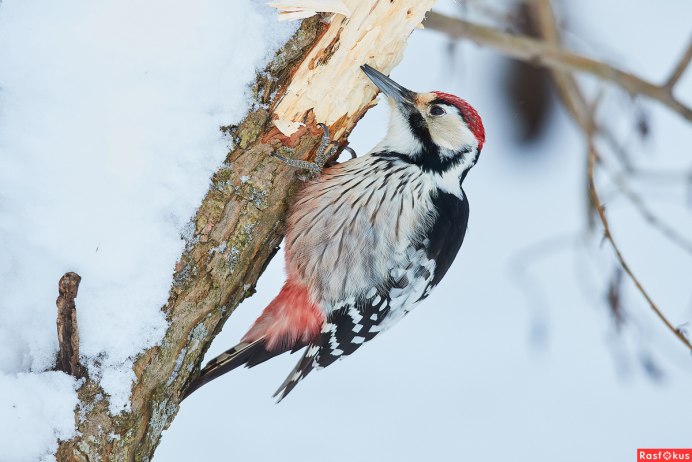 Лесные птицы дятел