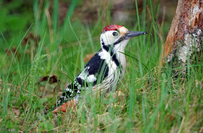 Длиннохвостый дятел