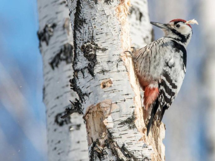 Средний дятел Dendrocopos Medius