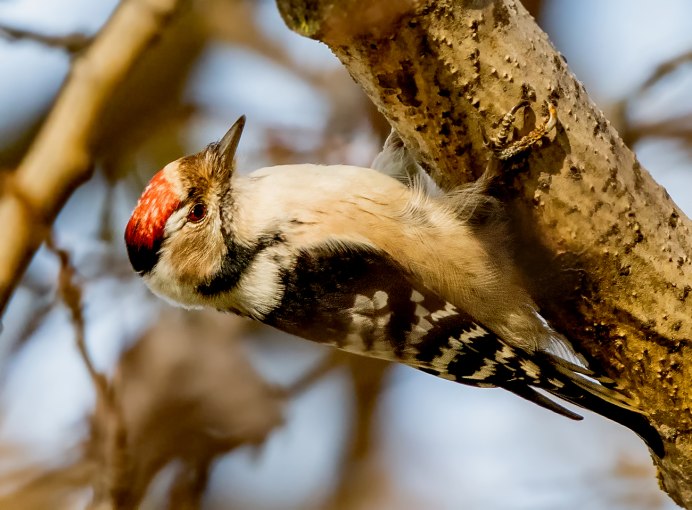 Малый пестрый дятел Dendrocopos Minor