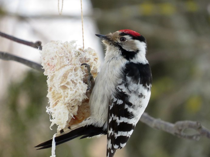 Малый пестрый дятел
