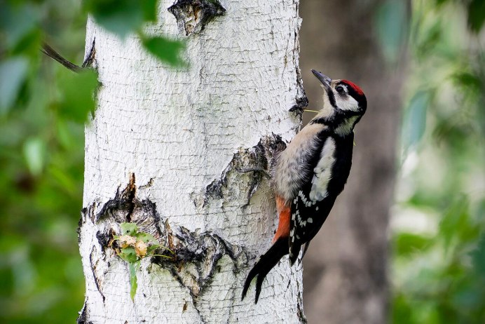 Малый пестрый дятел Dendrocopos Minor