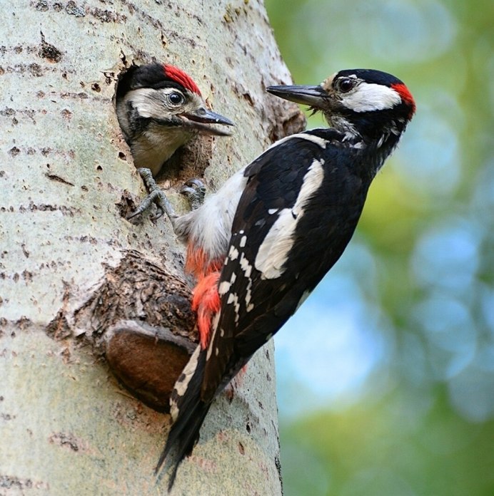 Желтогрудый дятел