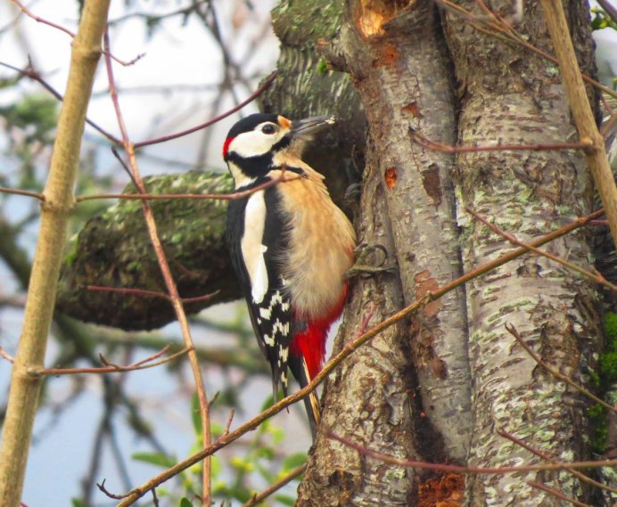 Птица дятел