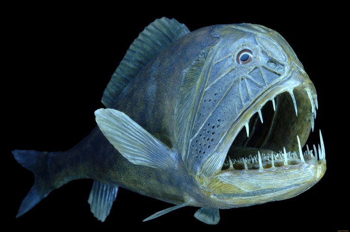 Длиннорогий Саблезуб (Anoplogaster cornuta)