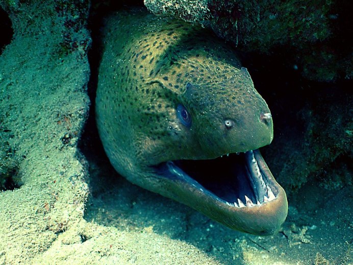 Shark Appreciation Society