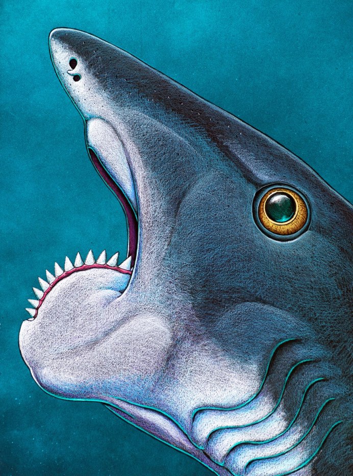 Helicoprion акула