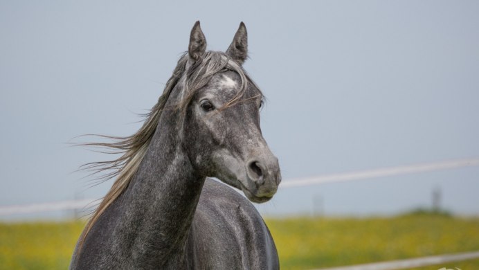 Сивая масть лошади