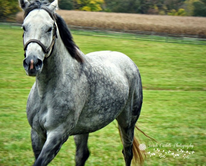Вороно-Чалая масть