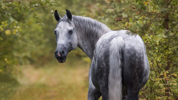 Сивый мерин лошадь
