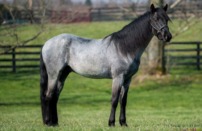 Сивая масть лошади