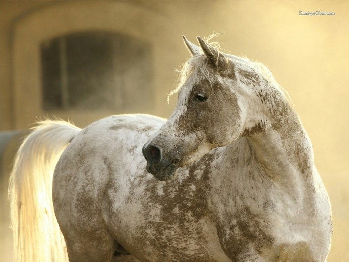 Серая масть лошади Мустанг
