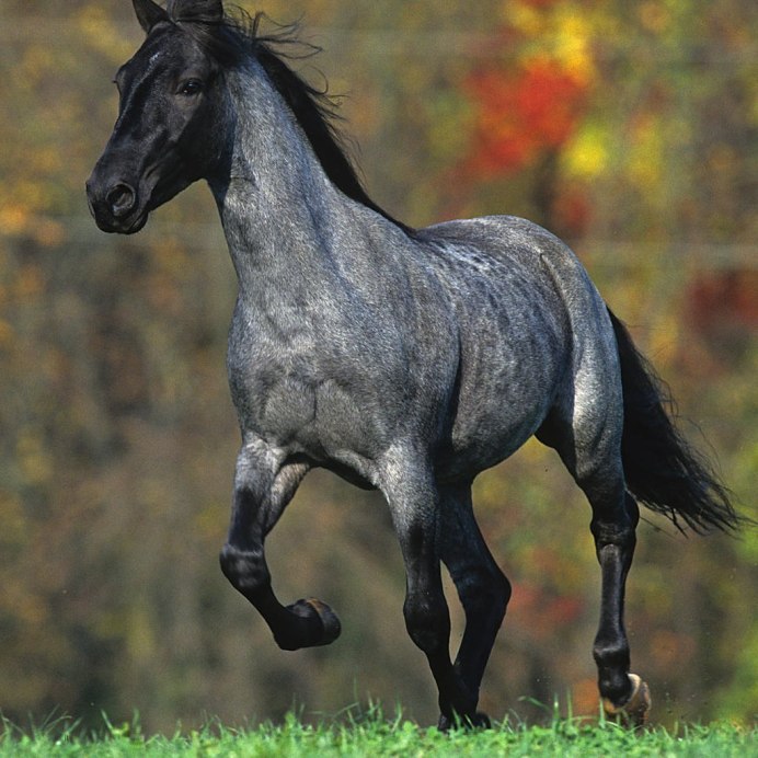 Конь Сивый мерин