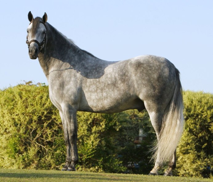 Сивая масть лошади