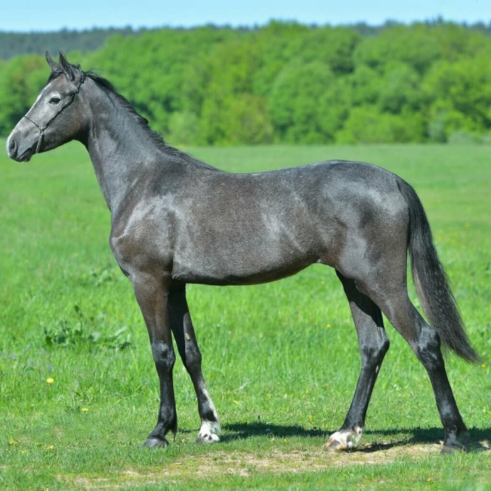 Серебристо-Вороная масть лошади