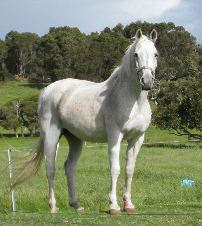 Мангаларга маршадор порода лошади