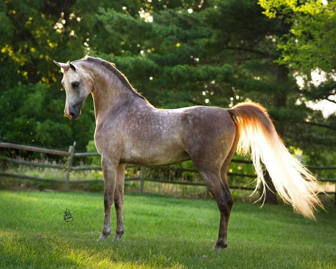 Мышастый Мустанг