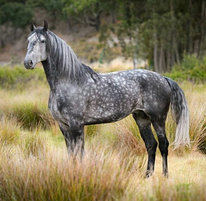Серая масть лошади