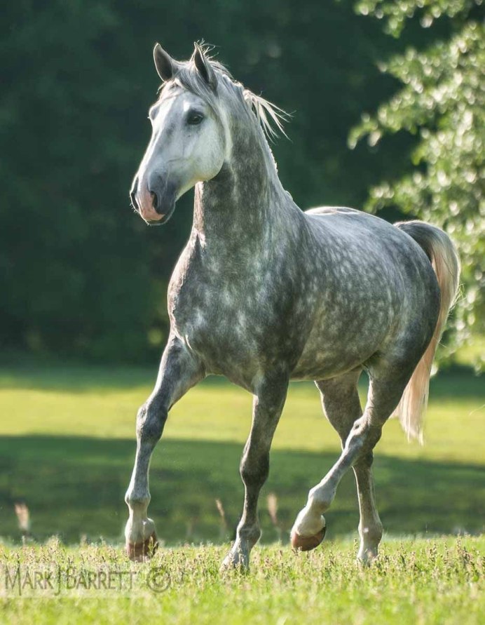 Серая лошадь с черной гривой