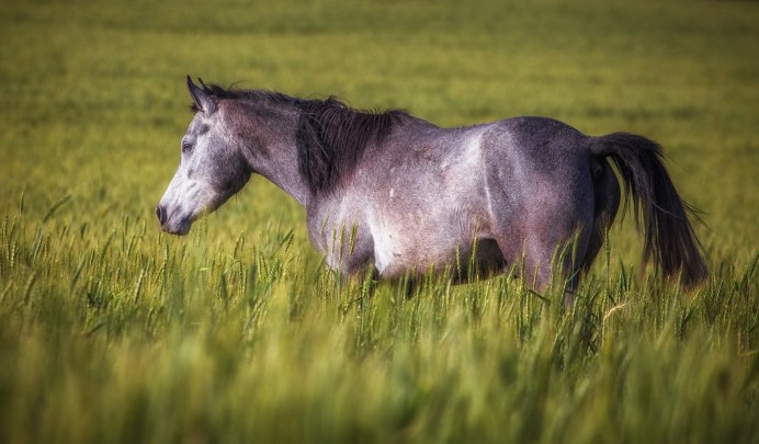 Мышастая масть лошади