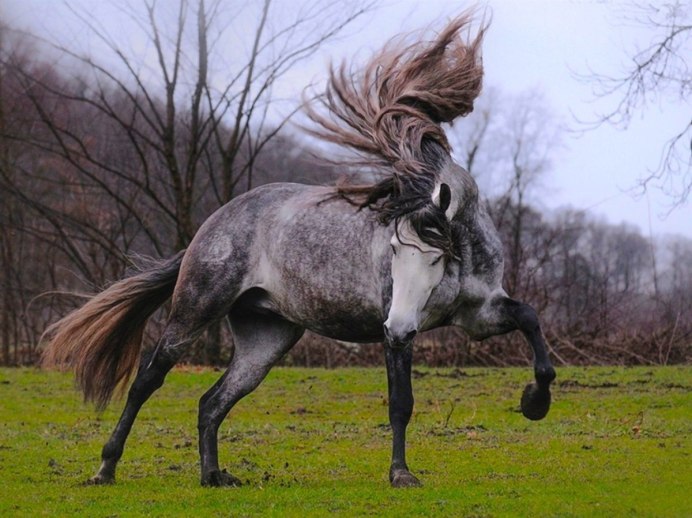Серый Мустанг лошадь