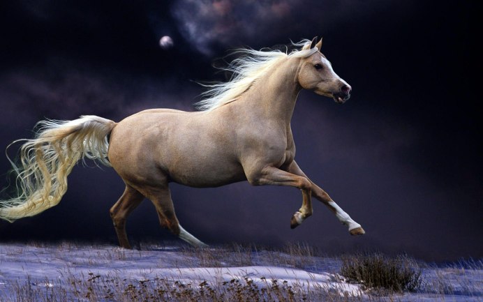 Сивая кобыла фото