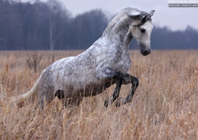 Арабская порода лошадей сиглави