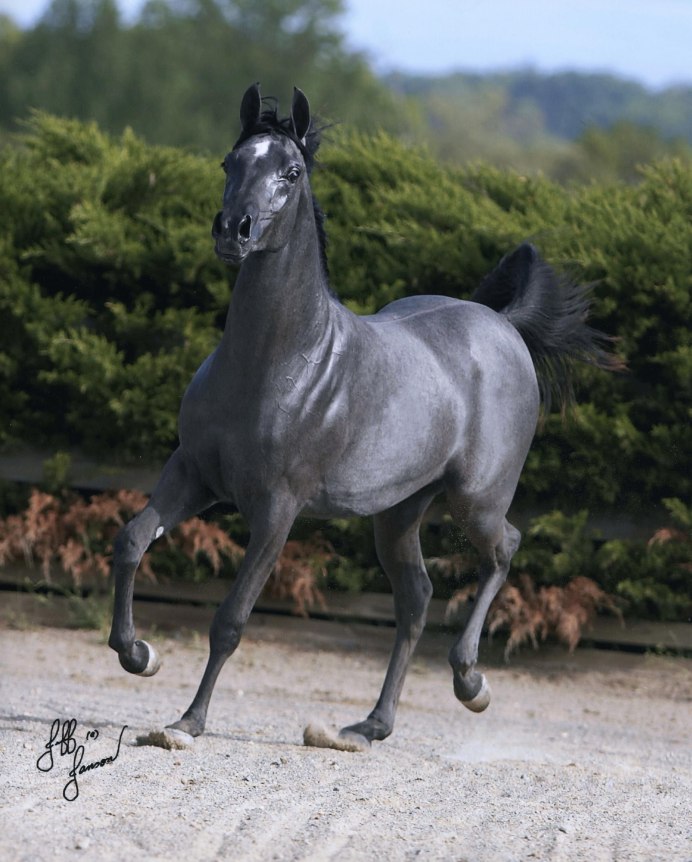 Серая лошадь