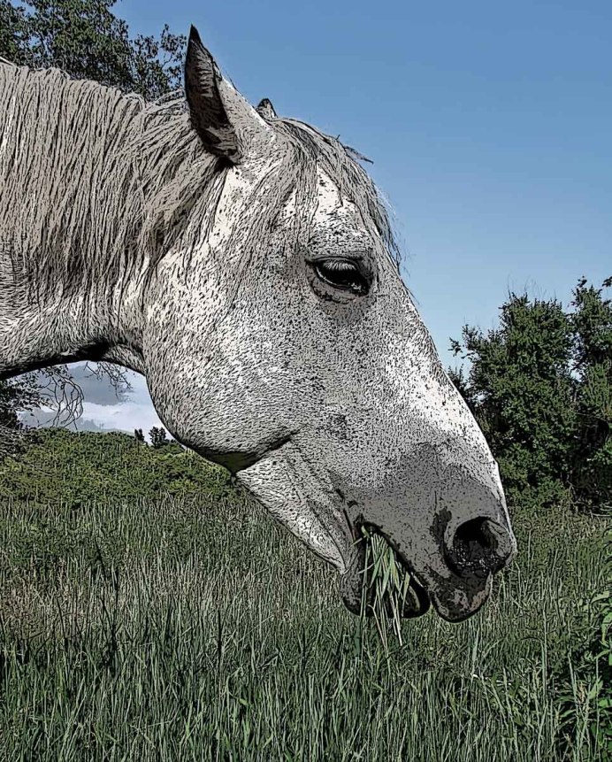 Смешные лошади