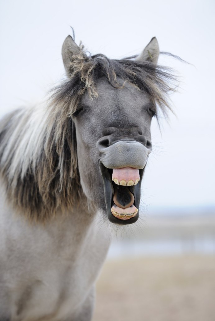 Сивый мерин лошадь