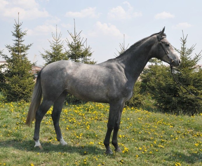 Вороно-Чалая масть