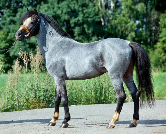 Игреневая лошадь