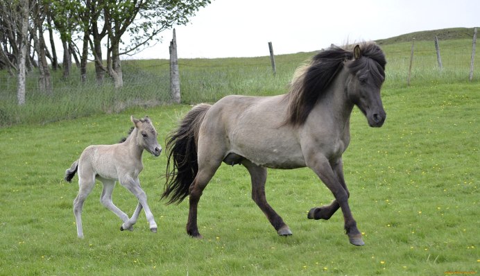 Серая лошадь Уэльс