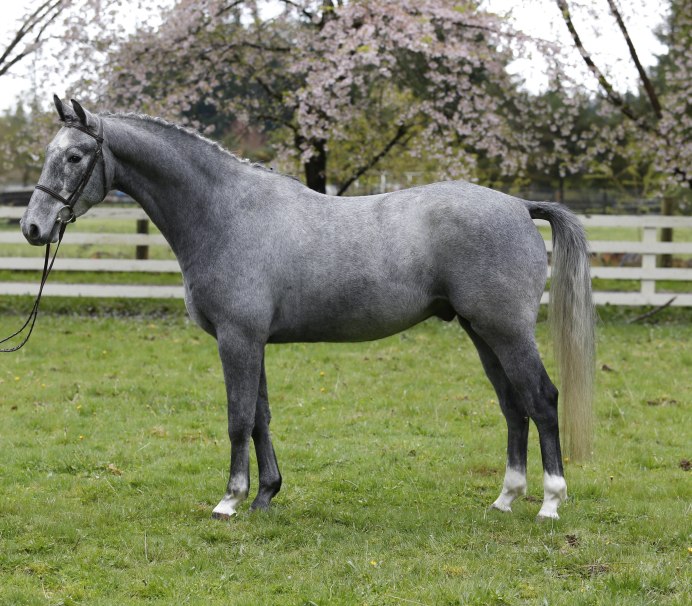 Эрискайский пони