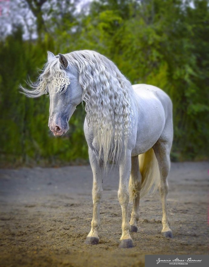 Сивая масть