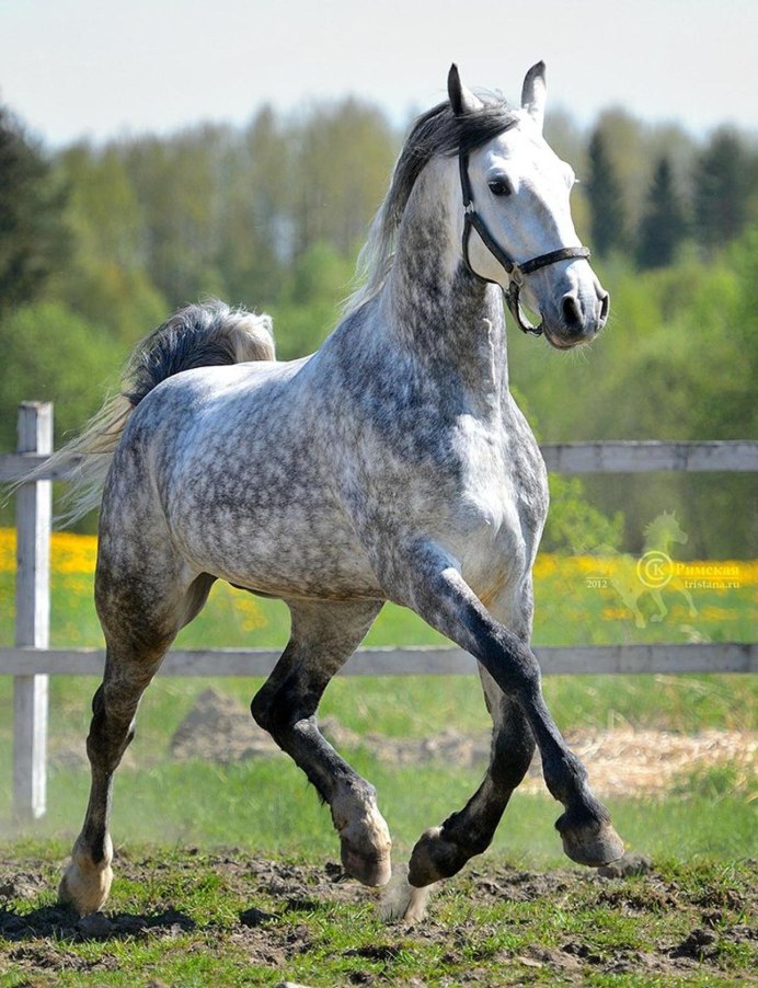 Арабская порода лошадей Буланая