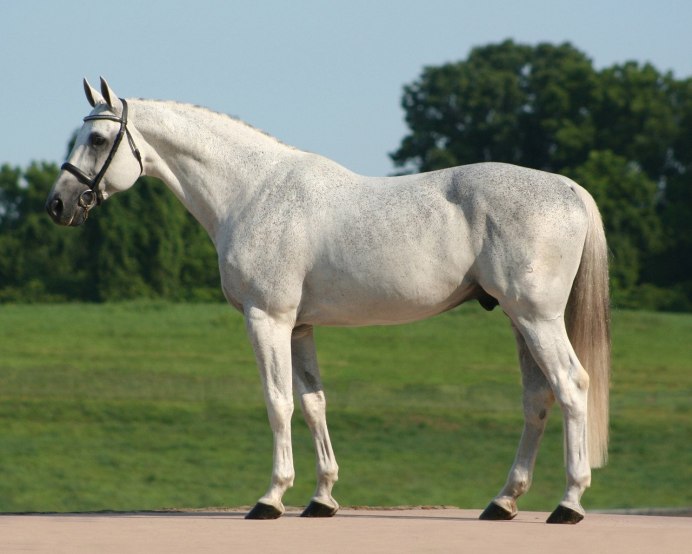 Андалузская лошадь