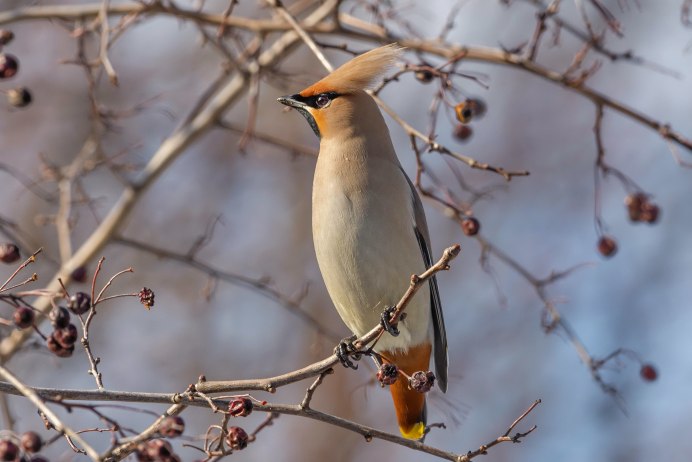 Свиристель (Bombycilla garrulus)