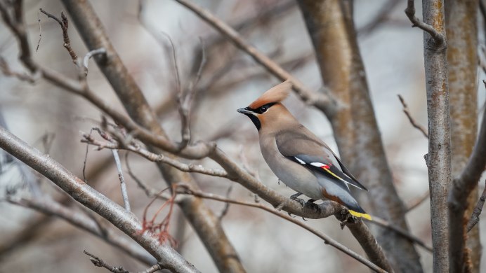 Свиристель - Waxwing