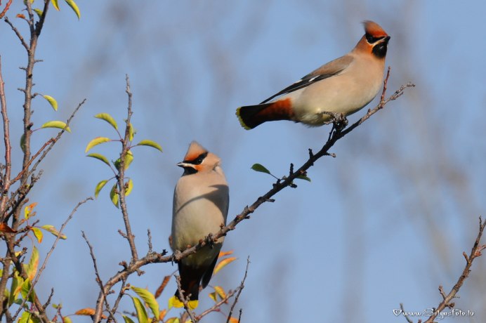 Свиристель обыкновенный (Bombycilla garrulus)