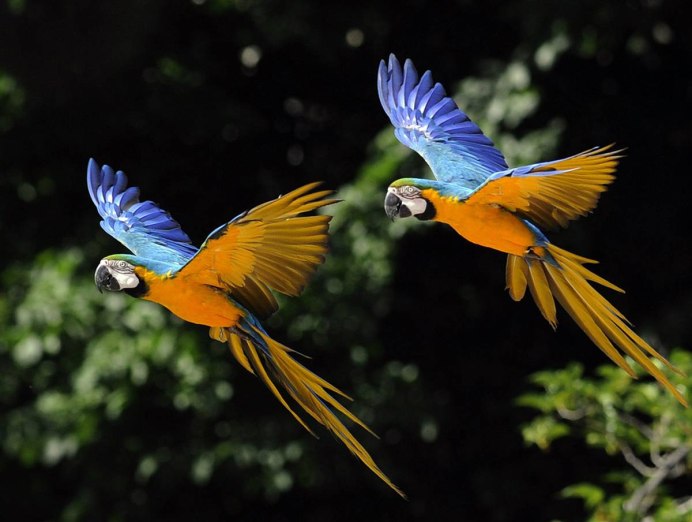 Macaw's Bridges