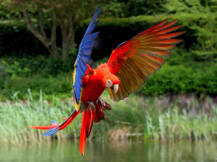 Попугай Macaw