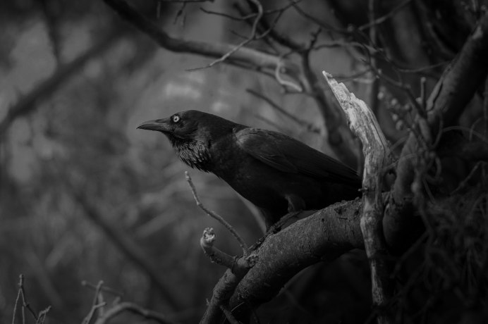 Ворон Corvus Corax