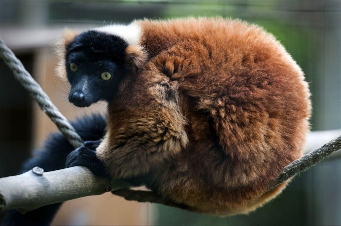 Red Ruffed Lemur