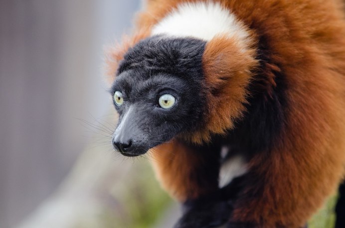 Red Ruffed Lemur