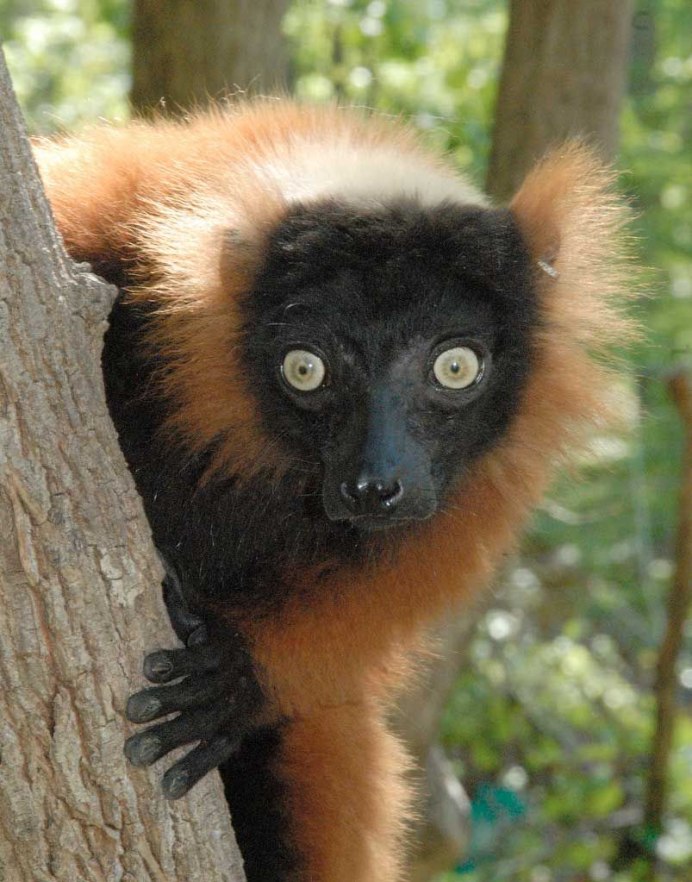 Red Ruffed Lemur