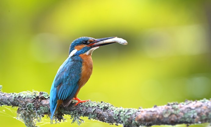 Обыкновенный (голубой) Зимородок