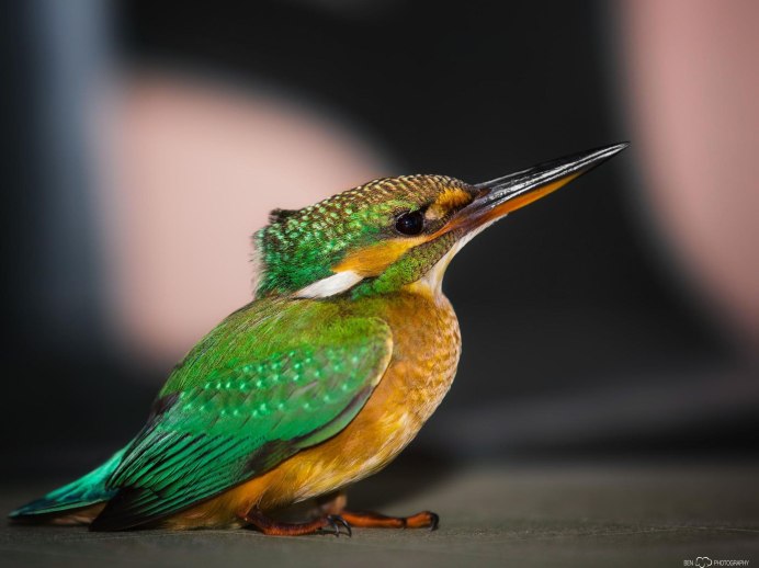 Emerald Kingfisher Зимородок